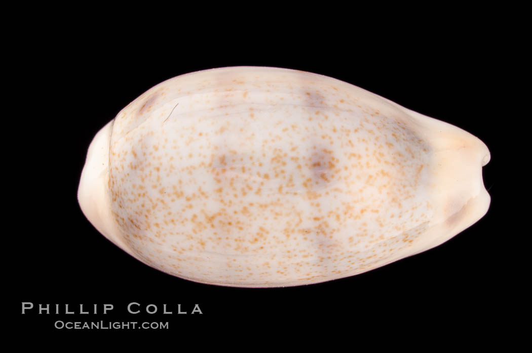 Rhinoceros Pale Cowrie., Cypraea pallidula rhinoceros, natural history stock photograph, photo id 08126