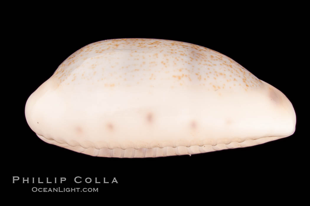 Rhinoceros Pale Cowrie., Cypraea pallidula rhinoceros, natural history stock photograph, photo id 08128