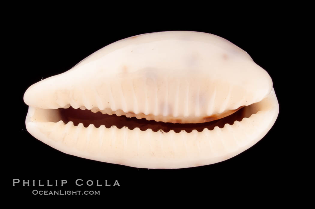 Rhinoceros Pale Cowrie., Cypraea pallidula rhinoceros, natural history stock photograph, photo id 08127
