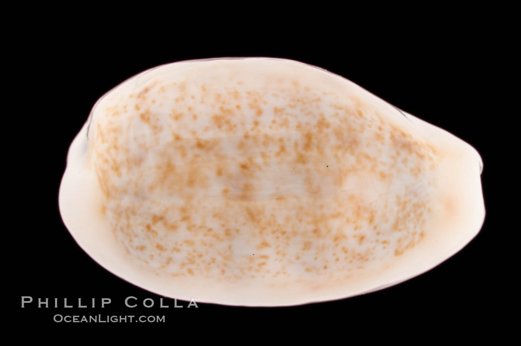 Rhinoceros Pale Cowrie., Cypraea pallidula rhinoceros simulans, natural history stock photograph, photo id 08239