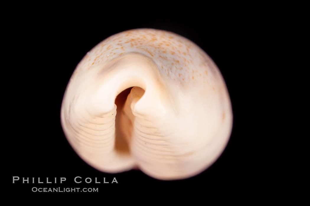 Rhinoceros Pale Cowrie., Cypraea pallidula rhinoceros, natural history stock photograph, photo id 08129