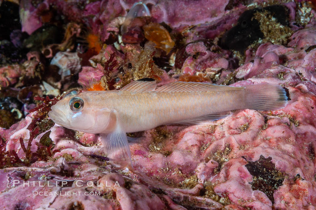 Blackeye goby. Santa Barbara Island, California, USA, Rhinogobiops nicholsii, natural history stock photograph, photo id 10184