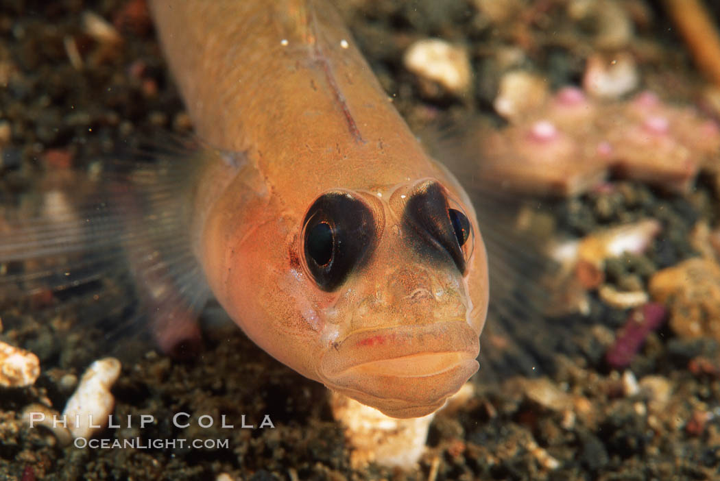 Blackeye goby. Catalina Island, California, USA, Rhinogobiops nicholsii, natural history stock photograph, photo id 05147