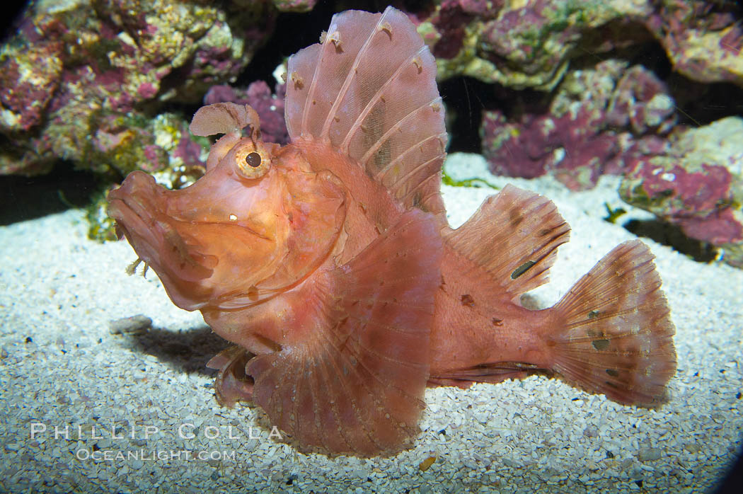 Scorpionfish., Rhinopias, natural history stock photograph, photo id 13672