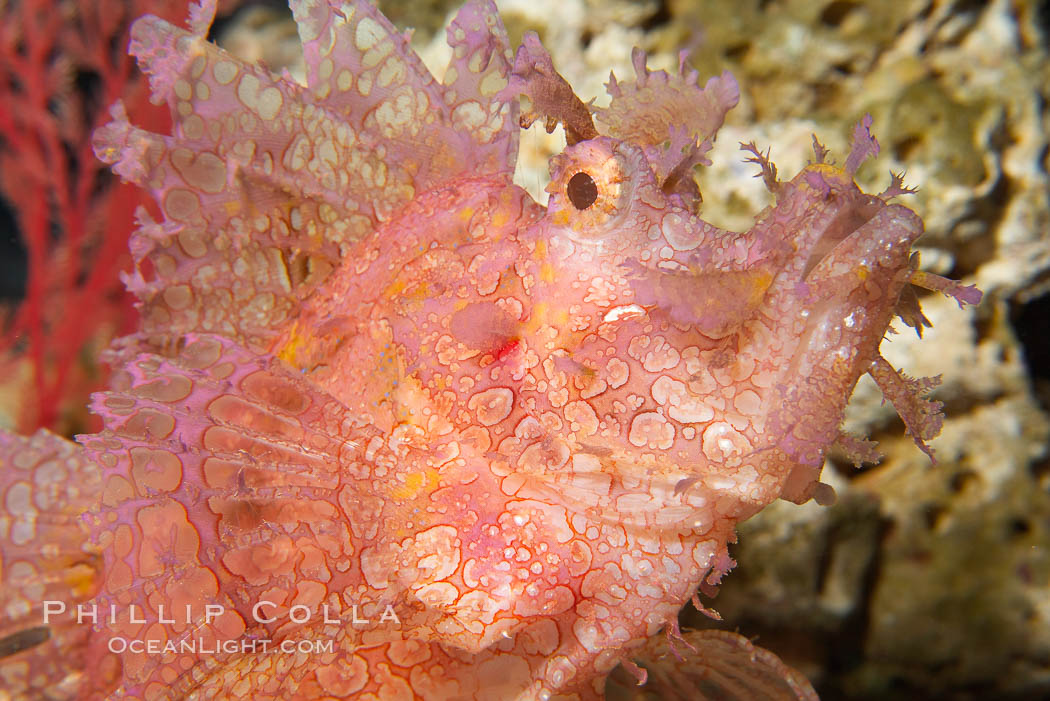 Tropical scorpionfishes are camoflage experts, changing color and apparent texture in order to masquerade as rocks, clumps of algae or detritus., Rhinopias, natural history stock photograph, photo id 14496