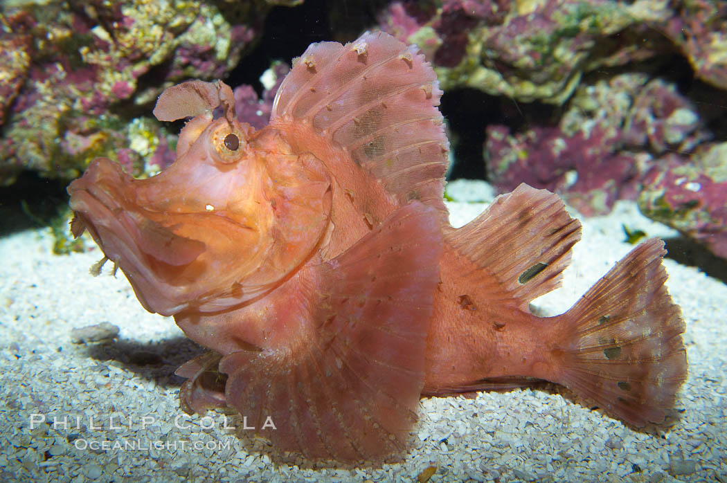 Scorpionfish., Rhinopias, natural history stock photograph, photo id 13671