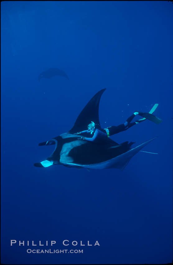 Manta ray and freediver. San Benedicto Island (Islas Revillagigedos), Baja California, Mexico, Manta birostris, natural history stock photograph, photo id 02458