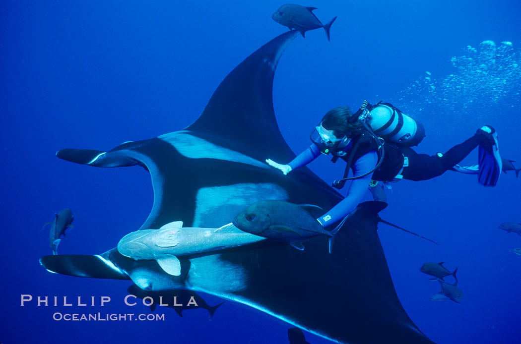 Manta ray and scuba diver. San Benedicto Island (Islas Revillagigedos), Baja California, Mexico, Manta birostris, natural history stock photograph, photo id 02466
