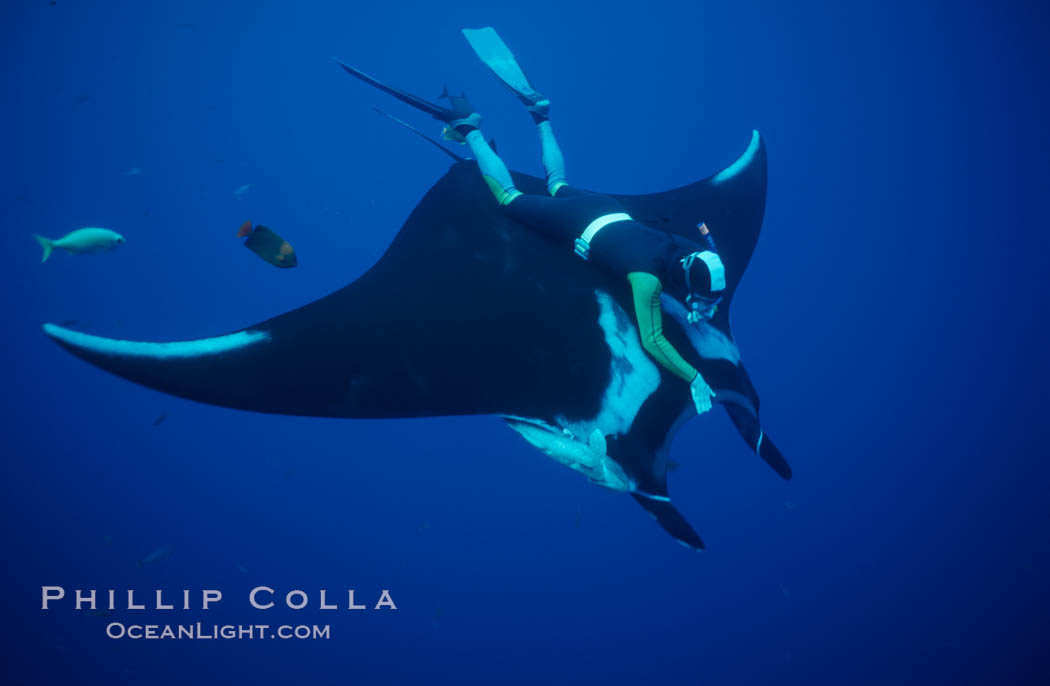 Manta ray and freediver. San Benedicto Island (Islas Revillagigedos), Baja California, Mexico, Manta birostris, natural history stock photograph, photo id 02464