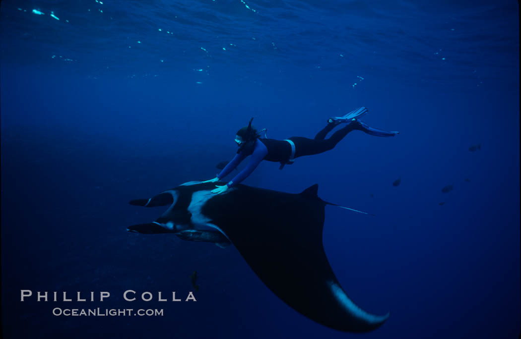 Manta ray and freediver. San Benedicto Island (Islas Revillagigedos), Baja California, Mexico, Manta birostris, natural history stock photograph, photo id 02472