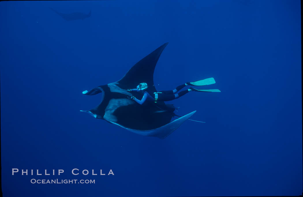 Manta ray and freediver. San Benedicto Island (Islas Revillagigedos), Baja California, Mexico, Manta birostris, natural history stock photograph, photo id 02459