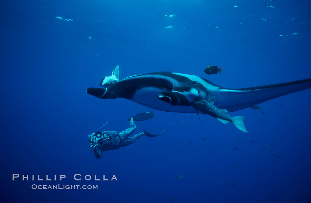 Manta ray and freediving videographer. San Benedicto Island (Islas Revillagigedos), Baja California, Mexico, Manta birostris, natural history stock photograph, photo id 02463