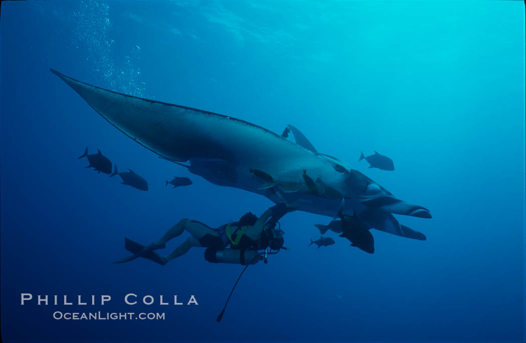 Manta ray and scuba diver. San Benedicto Island (Islas Revillagigedos), Baja California, Mexico, Manta birostris, natural history stock photograph, photo id 02467