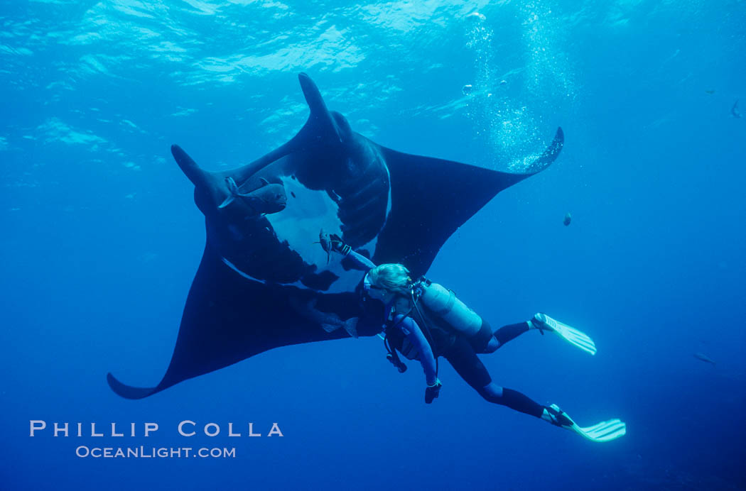 Manta ray and scuba diver. San Benedicto Island (Islas Revillagigedos), Baja California, Mexico, Manta birostris, natural history stock photograph, photo id 02461