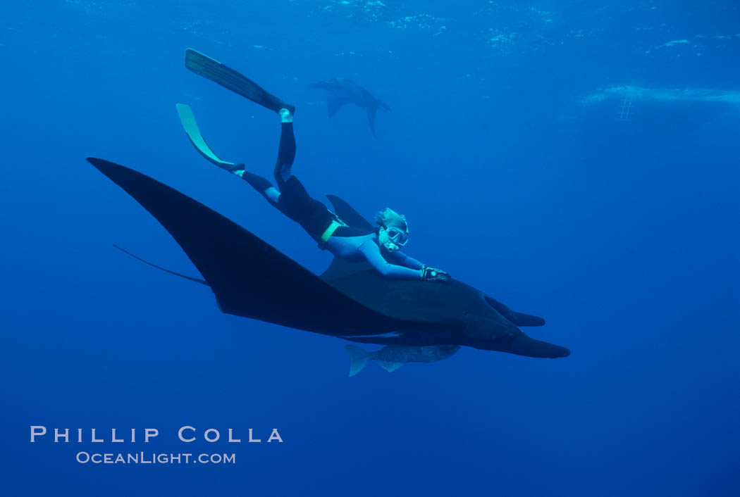 Manta ray and freediver. San Benedicto Island (Islas Revillagigedos), Baja California, Mexico, Manta birostris, natural history stock photograph, photo id 02477