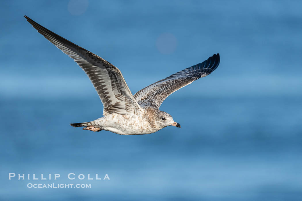 Ring-Billed Gull First Winter Plumage in Flight, La Jolla, California
