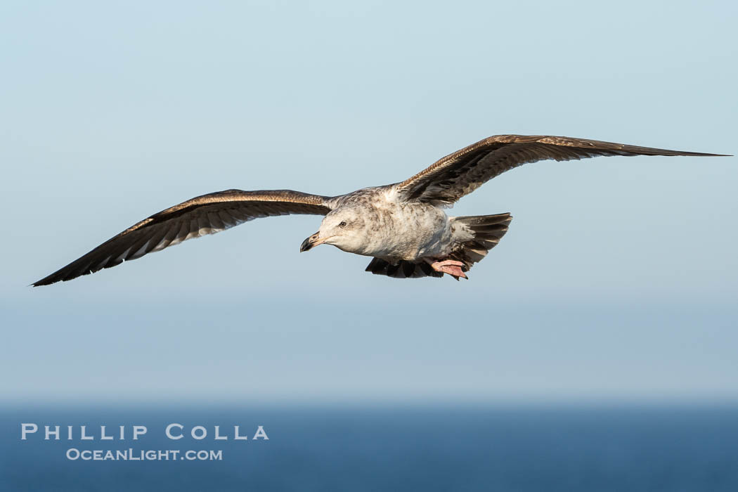 Ring-Billed Gull First Winter Plumage in Flight. La Jolla, California, USA, Larus delawarensis, natural history stock photograph, photo id 40163