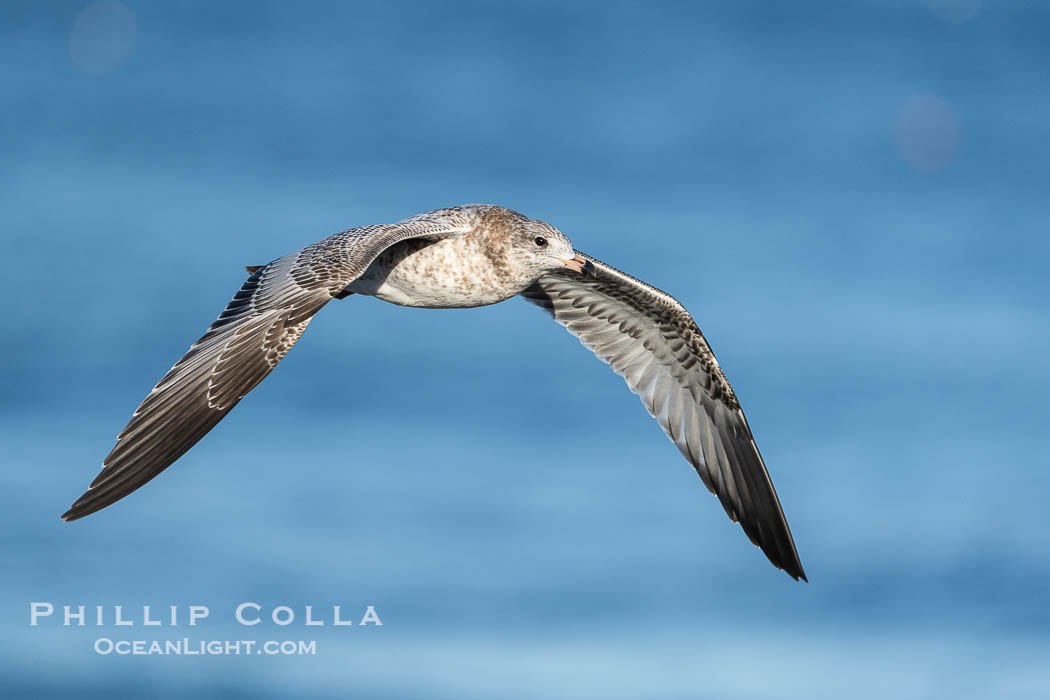 Ring-Billed Gull First Winter Plumage in Flight. La Jolla, California, USA, natural history stock photograph, photo id 39857