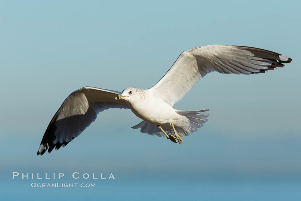 Ring-billed gull, adult non-breeding, in flight. La Jolla, California, USA, Larus delawarensis, natural history stock photograph, photo id 28990