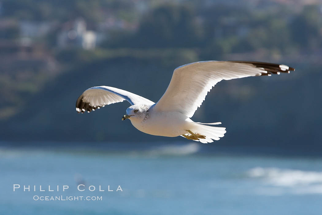 Ring-billed gull in flight. La Jolla, California, USA, Larus delawarensis, natural history stock photograph, photo id 18302