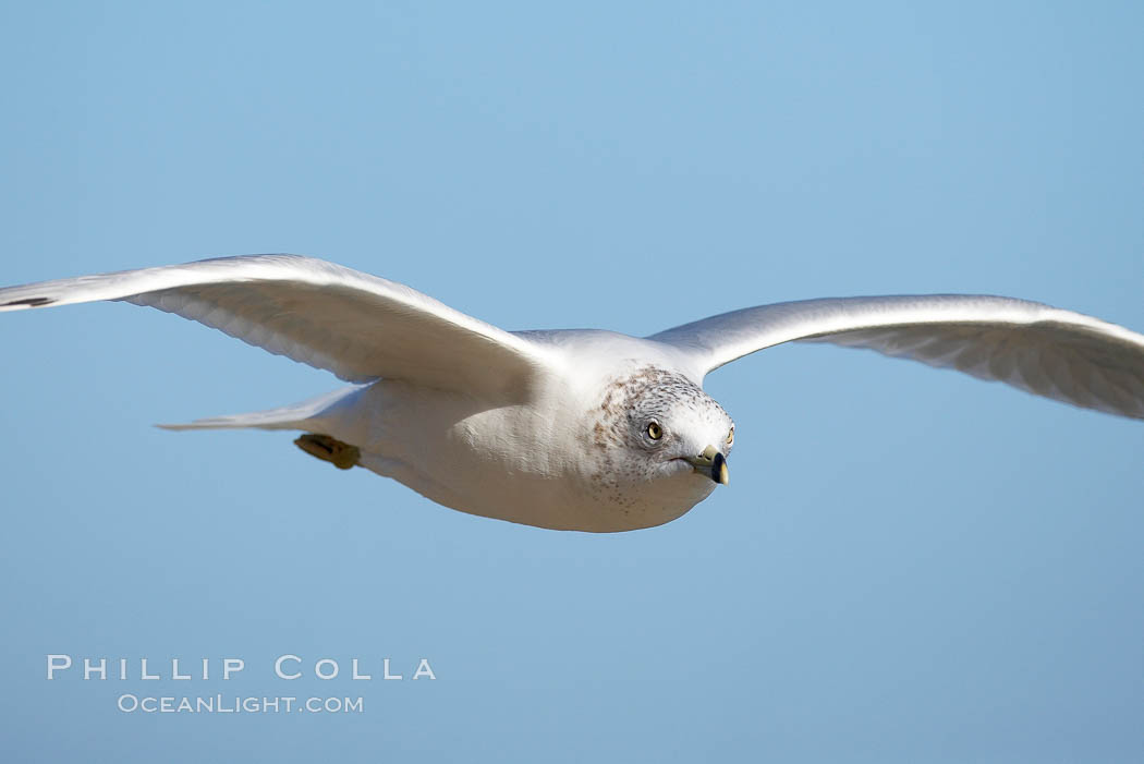 Ring-billed gull in flight. La Jolla, California, USA, Larus delawarensis, natural history stock photograph, photo id 18386