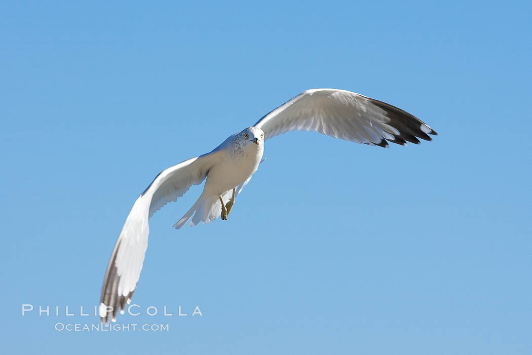 Ring-billed gull in flight. La Jolla, California, USA, Larus delawarensis, natural history stock photograph, photo id 18305