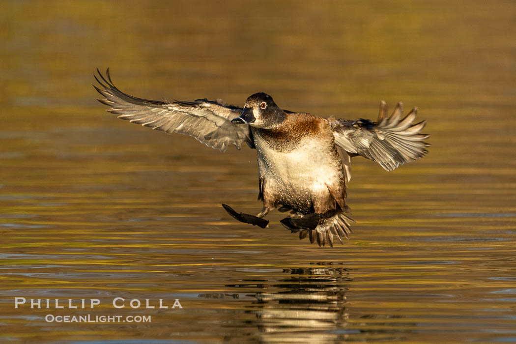 Ring-necked duck, Aythya collaris, Santee Lakes, Aythya collaris