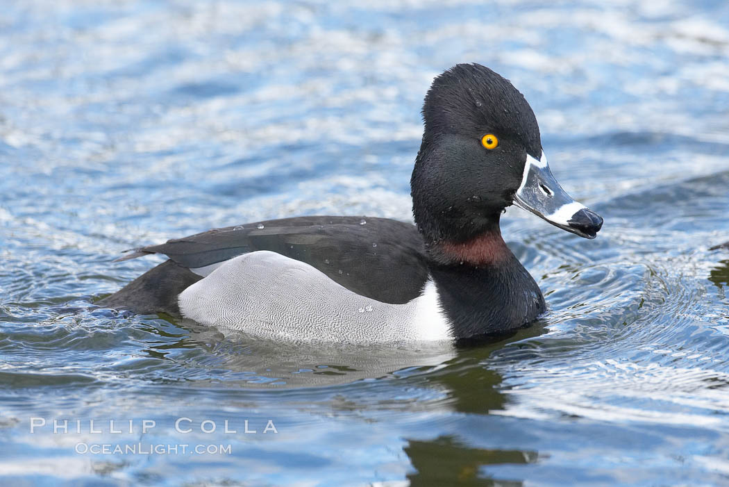 Ring-necked duck, male. Santee Lakes, California, USA, Aythya collaris, natural history stock photograph, photo id 15738