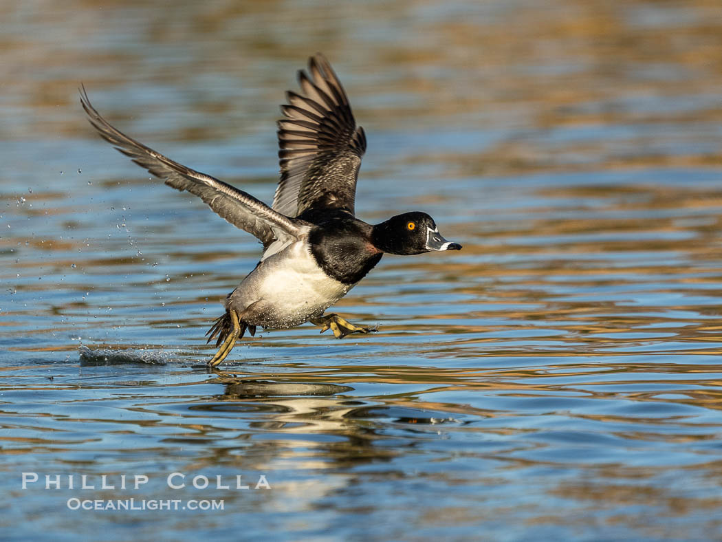 Ring-necked duck, male, Aythya collaris, Santee Lakes, Aythya collaris