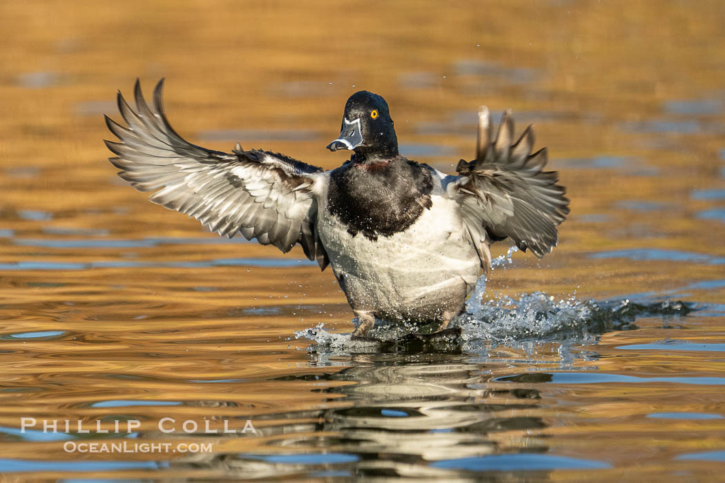 Ring-necked duck, male, Aythya collaris, Santee Lakes, Aythya collaris