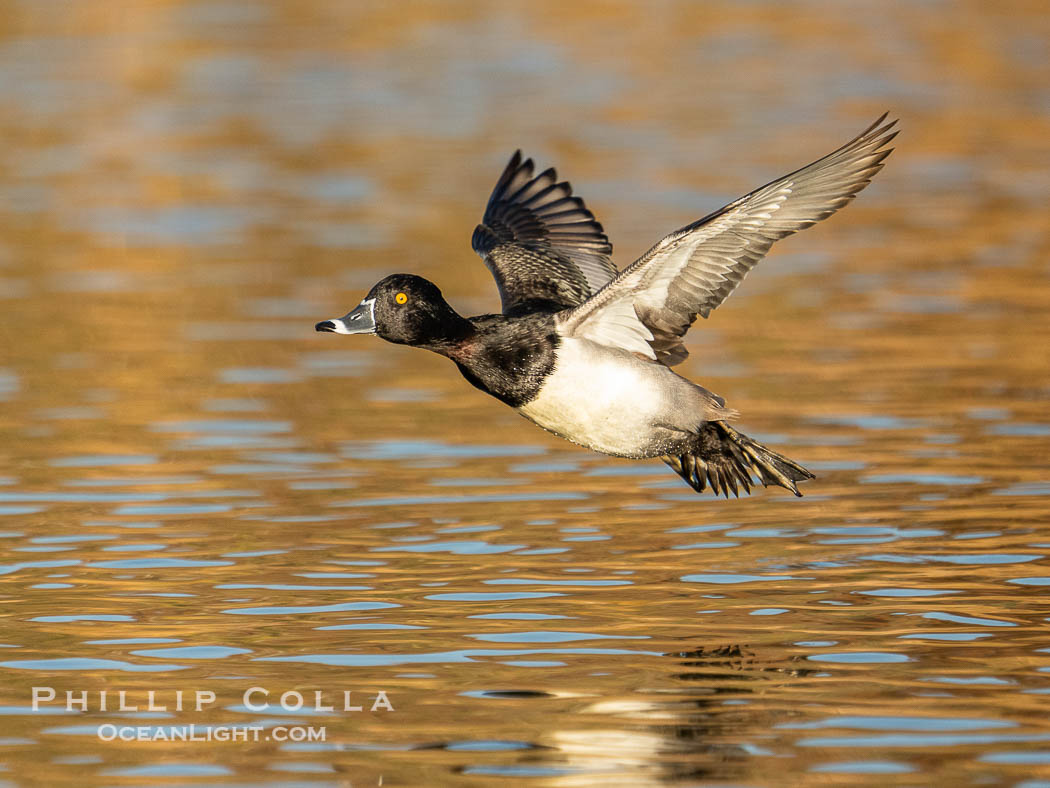 Ring-necked duck, male, Aythya collaris, Santee Lakes, Aythya collaris