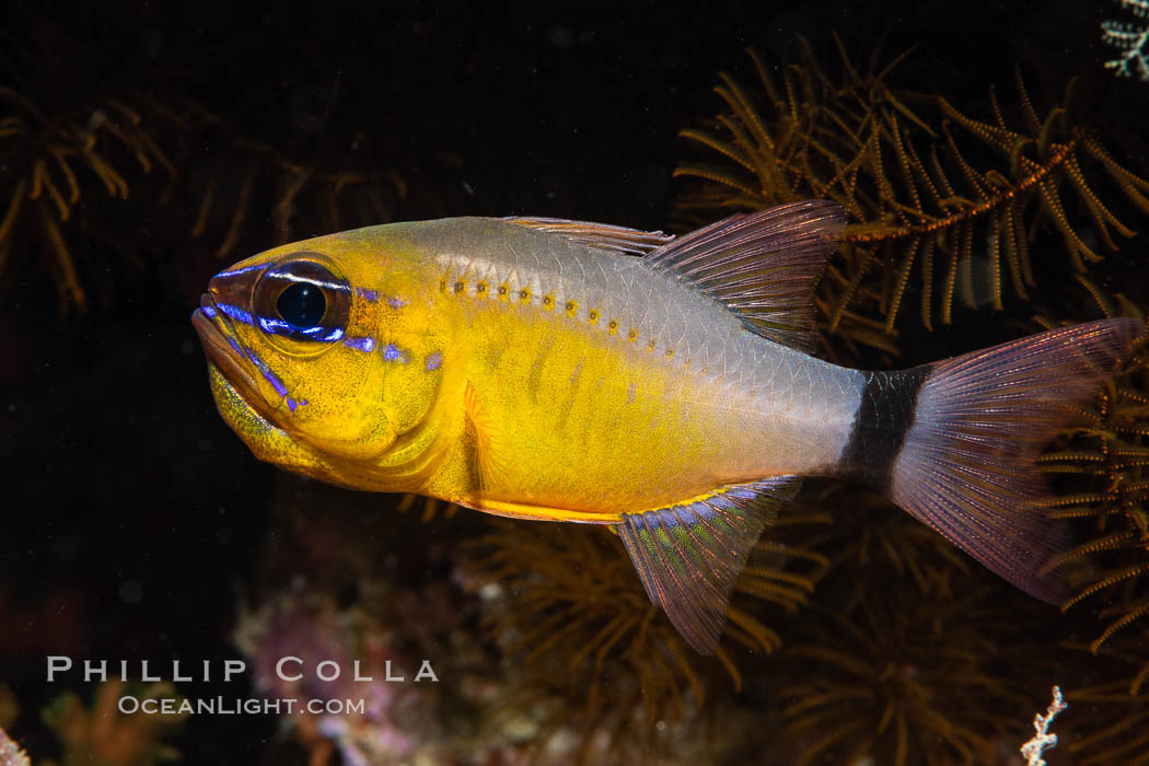 Ring-tailed cardinal fish, Male tending eggs in his mouth, Ostorhinchus aureus, Fiji, Ostorhinchus aureus, Namena Marine Reserve, Namena Island