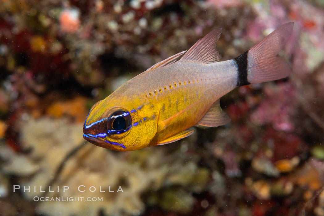 Ring-tailed cardinal fish, Ostorhinchus aureus, Fiji. Namena Marine Reserve, Namena Island, Ostorhinchus aureus, natural history stock photograph, photo id 34944