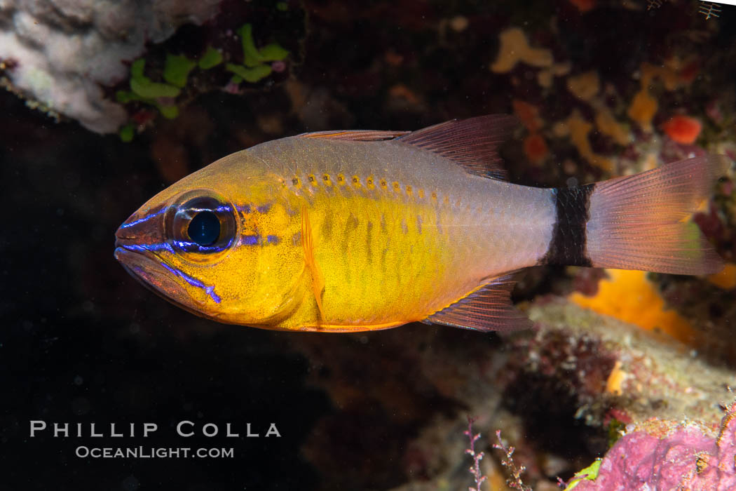 Ring-tailed cardinal fish, Ostorhinchus aureus, Fiji. Namena Marine Reserve, Namena Island, Ostorhinchus aureus, natural history stock photograph, photo id 35000