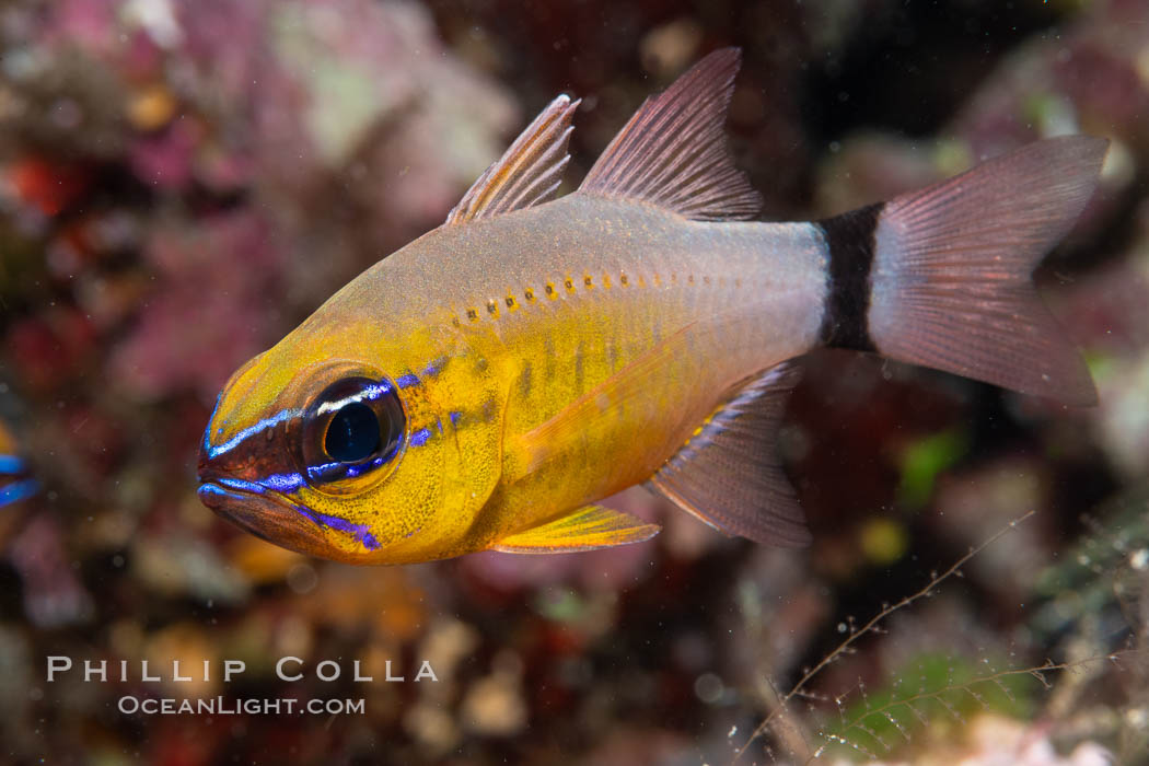 Ring-tailed cardinal fish, Ostorhinchus aureus, Fiji. Namena Marine Reserve, Namena Island, Ostorhinchus aureus, natural history stock photograph, photo id 34845