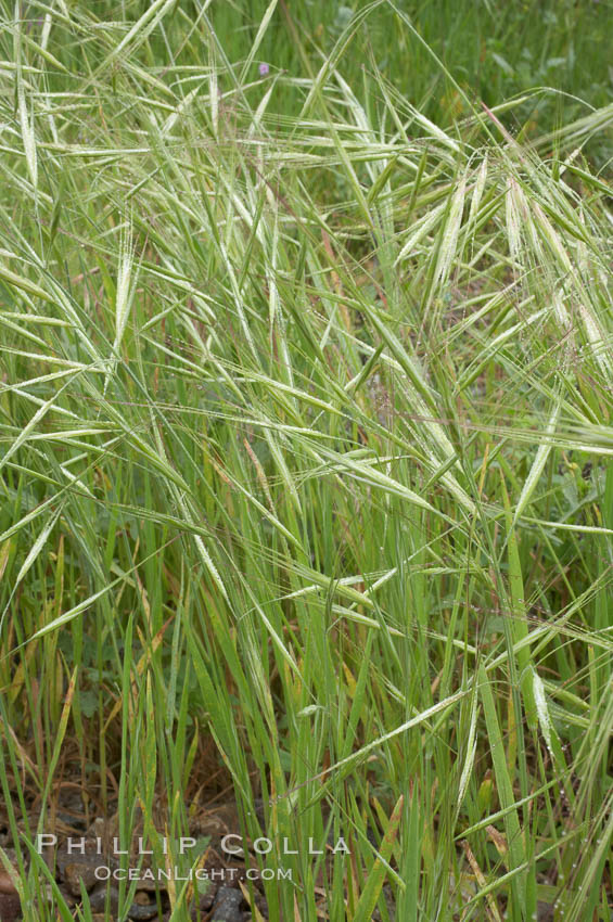 Ripgut brome. San Elijo Lagoon, Encinitas, California, USA, Bromus diandrus, natural history stock photograph, photo id 11445