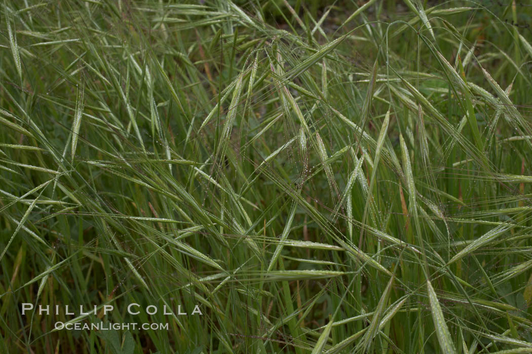 Ripgut brome. San Elijo Lagoon, Encinitas, California, USA, Bromus diandrus, natural history stock photograph, photo id 11444