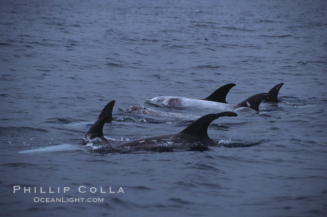 Rissos dolphin, dorsal. San Diego, California, USA, Grampus griseus, natural history stock photograph, photo id 00982