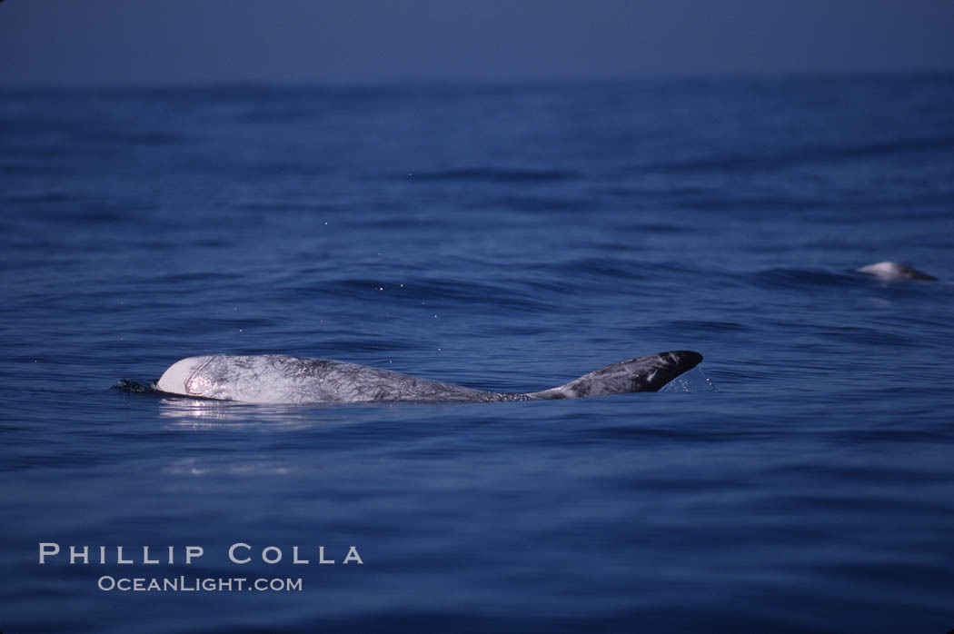 Rissos dolphin melon and dorsal fin.  Note distinguishing and highly variable skin and dorsal fin patterns, characteristic of this species. White scarring, likely caused by other Risso dolphins teeth, accumulates during the dolphins life so that adult Rissos dolphins are almost entirely white. San Diego. California, USA, Grampus griseus, natural history stock photograph, photo id 01914