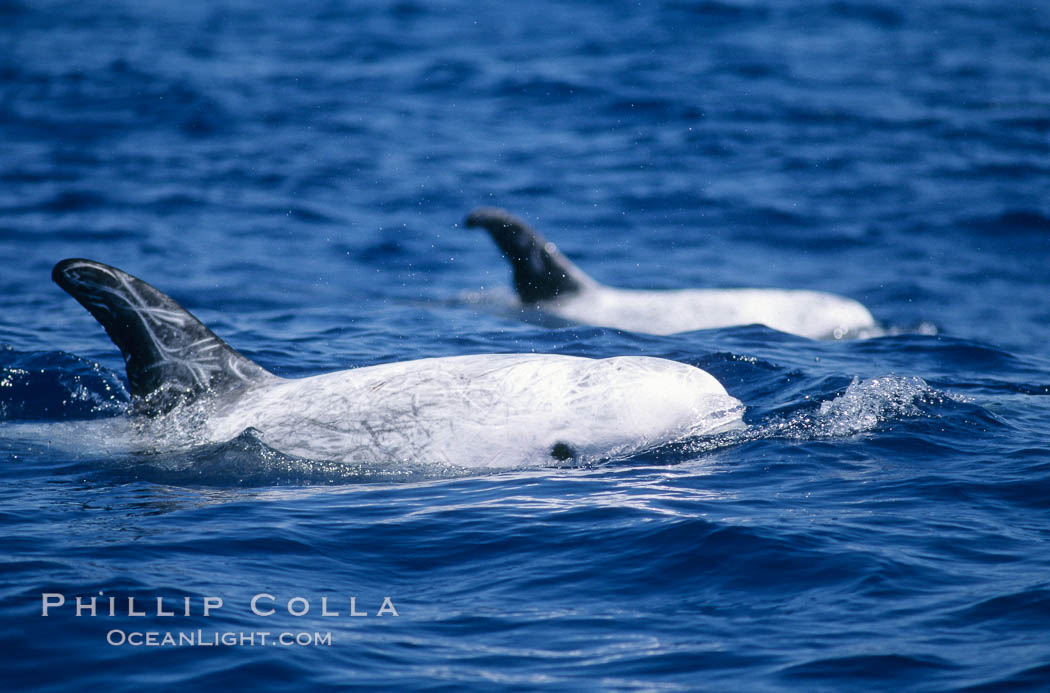 Rissos dolphin surfacing with eye showing. Note distinguishing and highly variable skin and dorsal fin patterns, characteristic of this species. White scarring, likely caused by other Risso dolphins teeth, accumulates during the dolphins life so that adult Rissos dolphins are almost entirely white.  San Diego. California, USA, Grampus griseus, natural history stock photograph, photo id 02314