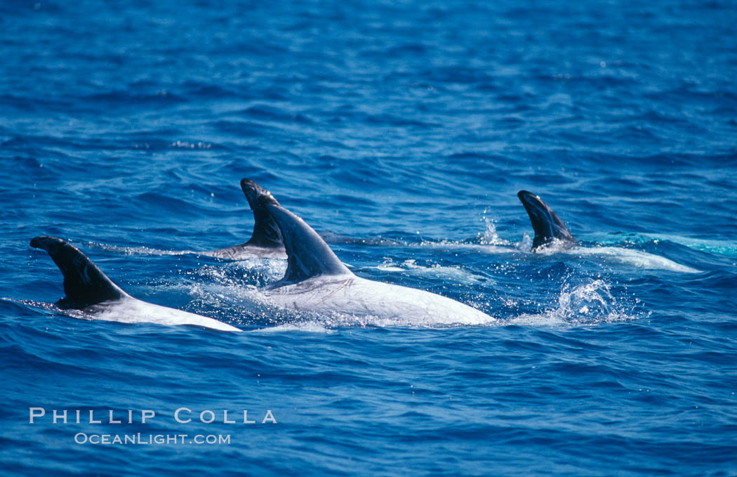 Rissos dolphins surfacing showing dorsal fins. Note distinguishing and highly variable skin and dorsal fin patterns, characteristic of this species. White scarring, likely caused by other Risso dolphins teeth, accumulates during the dolphins life so that adult Rissos dolphins are almost entirely white.  San Diego. California, USA, Grampus griseus, natural history stock photograph, photo id 02318