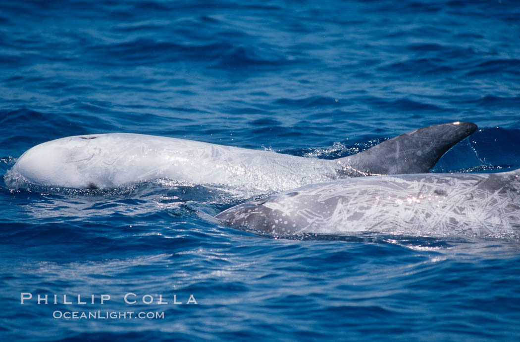 Rissos dolphin, dorsal fin.Note distinguishing and highly variable skin and dorsal fin patterns, characteristic of this species. White scarring, likely caused by other Risso dolphins teeth, accumulates during the dolphins life so that adult Rissos dolphins are almost entirely white. San Diego. California, USA, Grampus griseus, natural history stock photograph, photo id 04966