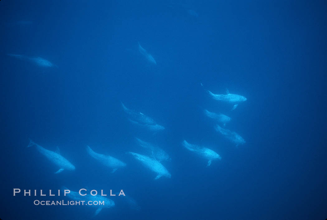 Rissos dolphin, dorsal fin.Note distinguishing and highly variable skin and dorsal fin patterns, characteristic of this species. White scarring, likely caused by other Risso dolphins teeth, accumulates during the dolphins life so that adult Rissos dolphins are almost entirely white. San Diego. California, USA, Grampus griseus, natural history stock photograph, photo id 04970