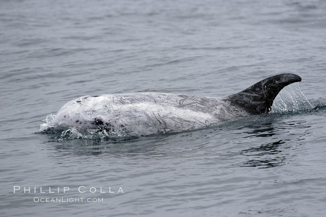 Rissos dolphin. Note distinguishing and highly variable skin and dorsal fin patterns, characteristic of this species.  White scarring, likely caused by other Risso dolphins teeth, accumulates during the dolphins life so that adult Rissos dolphins are almost entirely white.  Offshore near San Diego. California, USA, Grampus griseus, natural history stock photograph, photo id 07590