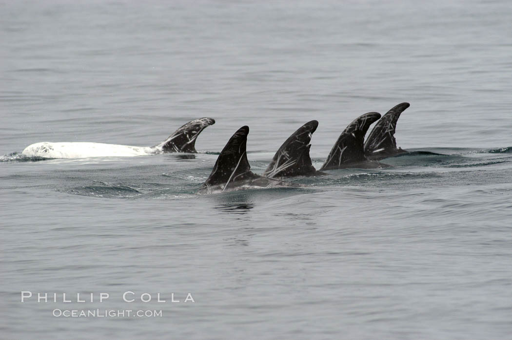 Rissos dolphin. Note distinguishing and highly variable skin and dorsal fin patterns, characteristic of this species.  White scarring, likely caused by other Risso dolphins teeth, accumulates during the dolphins life so that adult Rissos dolphins are almost entirely white.  Offshore near San Diego. California, USA, Grampus griseus, natural history stock photograph, photo id 07594