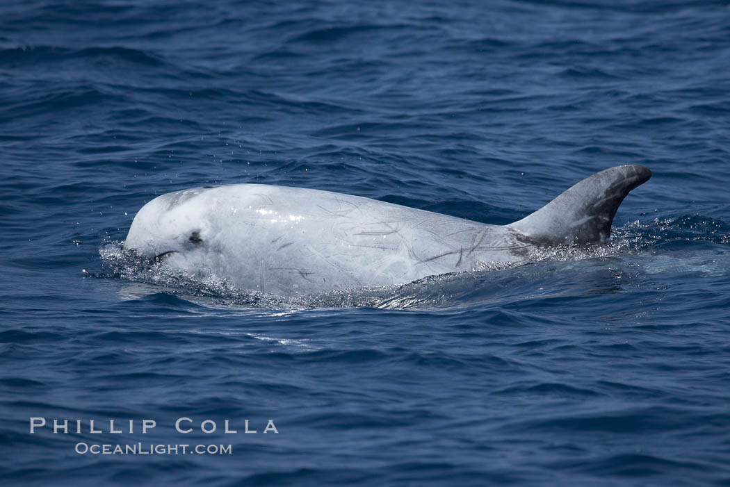 Rissos dolphin.  Note distinguishing and highly variable skin and dorsal fin patterns, characteristic of this species. White scarring, likely caused by other Risso dolphins teeth, accumulates during the dolphins life so that adult Rissos dolphins are usually almost entirely white. San Diego, California, USA, Grampus griseus, natural history stock photograph, photo id 12794