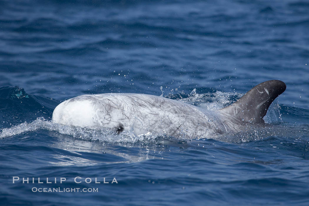 Rissos dolphin.  Note distinguishing and highly variable skin and dorsal fin patterns, characteristic of this species. White scarring, likely caused by other Risso dolphins teeth, accumulates during the dolphins life so that adult Rissos dolphins are usually almost entirely white. San Diego, California, USA, Grampus griseus, natural history stock photograph, photo id 12792