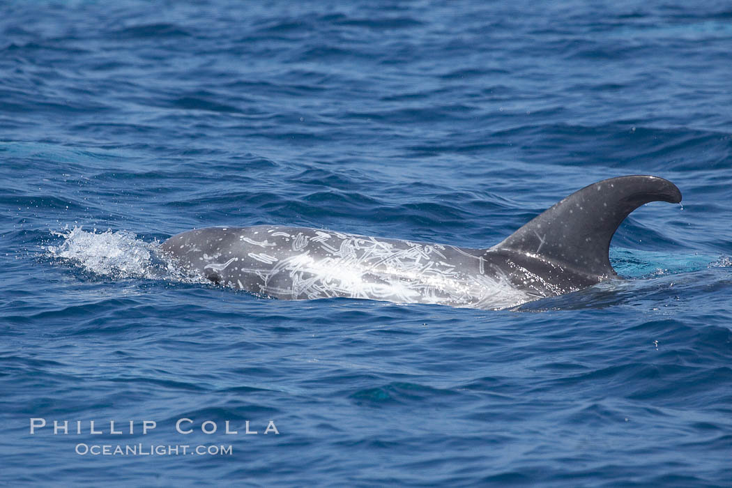 Rissos dolphin.  Note distinguishing and highly variable skin and dorsal fin patterns, characteristic of this species. White scarring, likely caused by other Risso dolphins teeth, accumulates during the dolphins life so that adult Rissos dolphins are usually almost entirely white. San Diego, California, USA, Grampus griseus, natural history stock photograph, photo id 12796