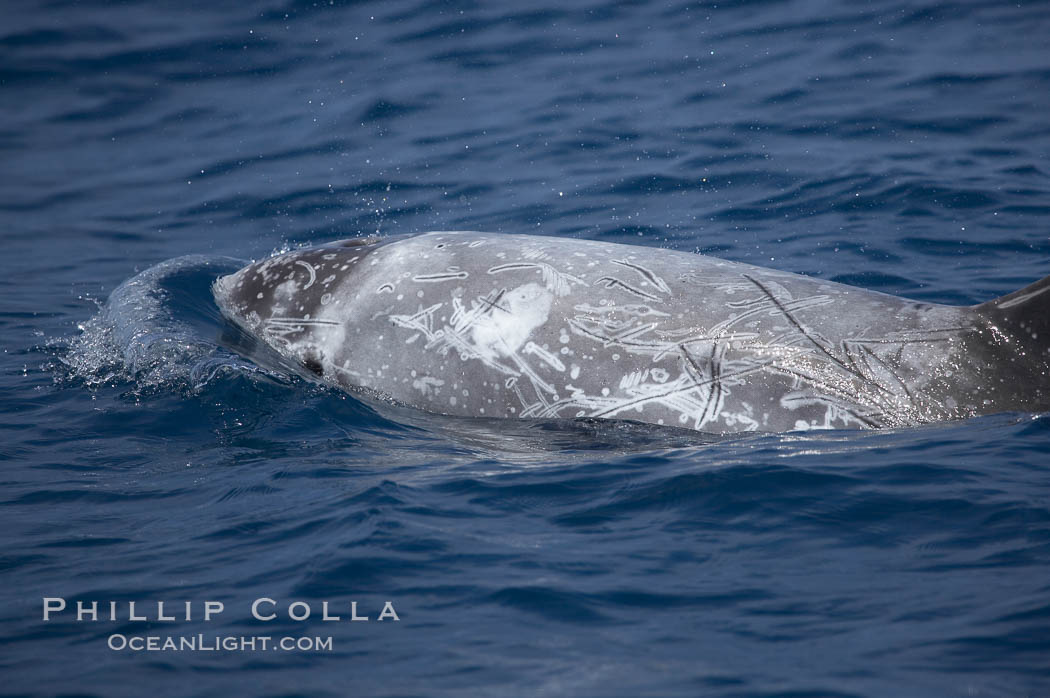 Rissos dolphin.  Note distinguishing and highly variable skin and dorsal fin patterns, characteristic of this species. White scarring, likely caused by other Risso dolphins teeth, accumulates during the dolphins life so that adult Rissos dolphins are usually almost entirely white. San Diego, California, USA, Grampus griseus, natural history stock photograph, photo id 12791