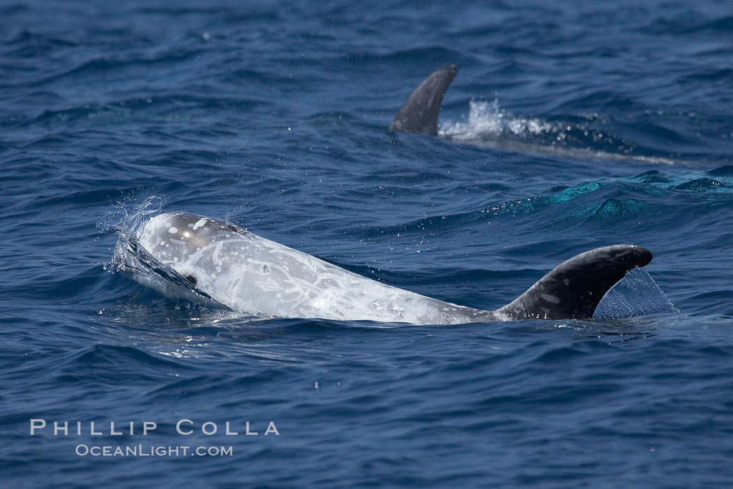 Rissos dolphin.  Note distinguishing and highly variable skin and dorsal fin patterns, characteristic of this species. White scarring, likely caused by other Risso dolphins teeth, accumulates during the dolphins life so that adult Rissos dolphins are usually almost entirely white. San Diego, California, USA, Grampus griseus, natural history stock photograph, photo id 12795